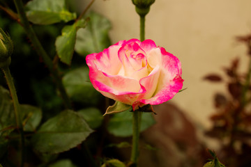 Blooming  rose  growing  in the garden