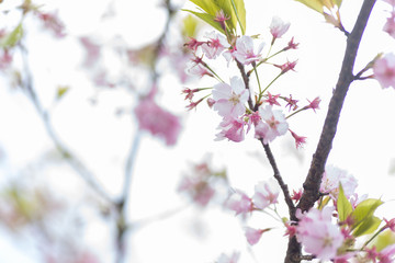 桜