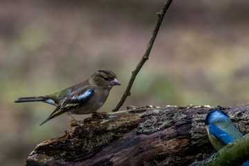 A chaffinch at a feeding place at the Mönchbruch pond in a natural reserve in Hesse Germany. Looking for food in winter time.