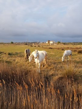 cows in a field
