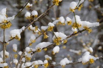 The blooming tree with yellow flowers - Cornus mas (Cornelian cherry, European cornel or Cornelian cherry dogwood) covered snow. The return of winter in spring, when fruit trees begin to bloom.