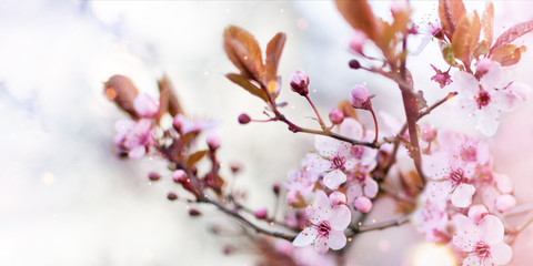 Amazing cherry blossoms over blurred nature background with bright bokeh. Spring blooming tree background.