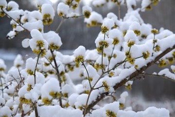 The blooming tree with yellow flowers - Cornus mas (Cornelian cherry, European cornel or Cornelian cherry dogwood) covered snow. The return of winter in spring, when fruit trees begin to bloom.