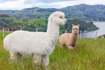 A couple of alpacas in a green meadow with the seaside and mountains in the background