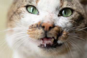 猫の牙