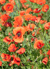 Blühender Klatschmohn, Papaver rhoeas, im Frühsommer