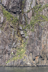 lush vegetation clinging on steep rock cliff face at fjord shore,  Milford Sound, New Zealand