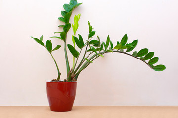 Zamiokulkas - dollar tree, with bright leaves in a white pot on a beige background