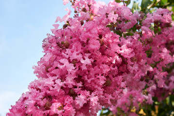 Fototapeta premium Lagerstroemia