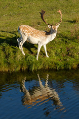 A fallow deer looking at camera, next to a river, refelction in the water, the Netherlands