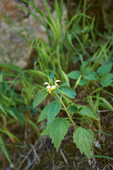 Lamium galeobdolon