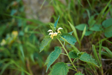 Lamium galeobdolon