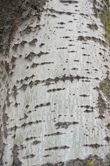 Populus alba