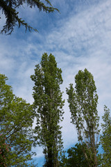 Populus nigra italica