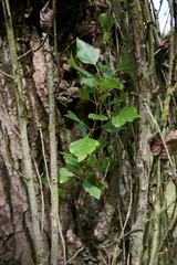 Populus nigra italica