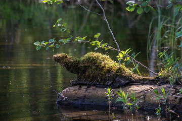 frog in pond