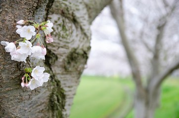 桜並木
