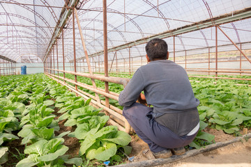 Fresh organic vegetables grown on city farms, and a person goes to check his crop (salad, cabbage, kohlrabi, etc.)