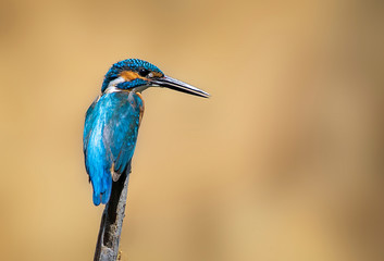 Image of common kingfisher (Alcedo atthis) perched on a branch on nature background. Bird. Animals.