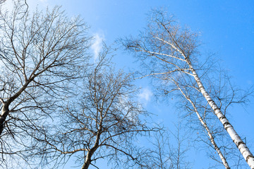 Obraz premium tops of trees in forest and blue sky in snowfall