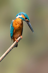 Image of common kingfisher (Alcedo atthis) perched on a branch on nature background. Bird. Animals.