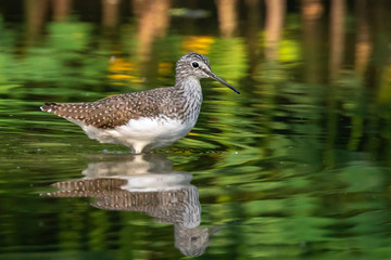 Image of Common Sandpiper bird (Actitis hypoleucos) looking for food in the swamp on nature background. Bird. Animals.