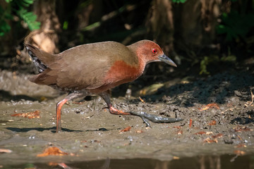 Image of Ruddy-breasted crake bird(Porzana fusca) are looking for food in swamp on nature background. Bird. Animals.