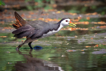 Image of white-breasted waterhen bird(Amaurornis phoenicurus) are looking for food in swamp on nature background. Bird. Animals.
