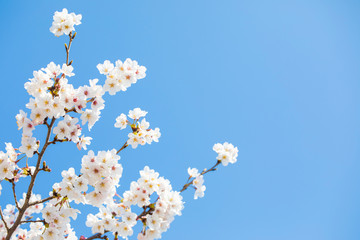 桜の花と青空　コピースペース