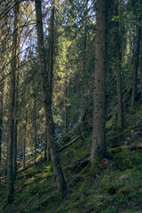 Fototapeta na wymiar trees in the forest