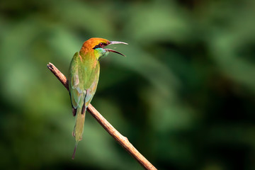 Image of Green Bee-eater bird(Merops orientalis) on a branch on nature background. Bird. Animals.