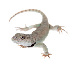 Naklejka premium Pretty grey lizard Pristidactylus nigroiugulus on white