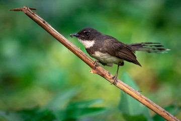 Image of Sunda Pied Fantail or Malaysian Pied Fantail(Rhipidura javanica) on branch on nature background. Bird. Animals.