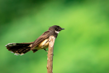 Image of Sunda Pied Fantail or Malaysian Pied Fantail(Rhipidura javanica) on branch on nature background. Bird. Animals.