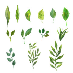 A set with watercolor green leaves on a white background. Decorative template for postcards, invitations, packaging, textiles. 