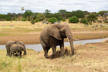 Female elephant taking care of her babies on a riverside of the savanna of Tarangire National Park, in Tanzania