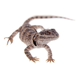 Naklejka premium Pretty grey lizard Pristidactylus nigroiugulus on white