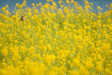 菜の花畑のメジロ
