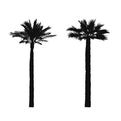 Silhouettes of palm trees. Isolated photorealistic vector trace on a white background.