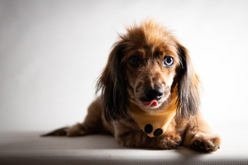 Licking dachshund