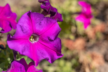Petunia cultivar ultra violet close-up