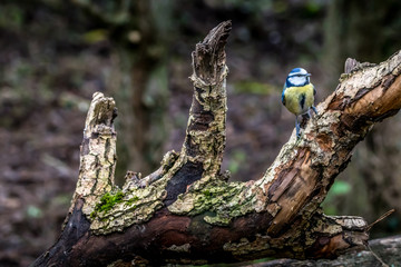 Blue tit at a feeding place at the Mönchbruch pond in a natural reserve in Hesse Germany. Looking for food in winter time.