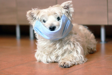 White west highland terrier wearing protection mask against virus, pollution or disease.  Covid 19 concept. Sick dog concept. Risk of virus concept. Protection pet from illness