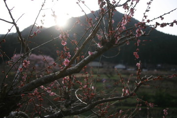 朝日が昇る川売の里と梅の花