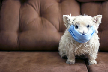 Fototapeta na wymiar White west highland terrier wearing protection mask against virus, pollution or disease. Covid 19 concept. Sick dog concept. Risk of virus concept. Protection pet from illness