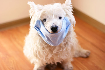 White west highland terrier wearing protection mask against virus, pollution or disease.  Covid 19 concept. Sick dog concept. Risk of virus concept. Protection pet from illness