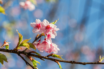Pink sakura, blur style
