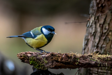 Obraz premium A black tit or also called coal tit at a feeding place at the Mönchbruch pond in a natural reserve in Hesse Germany. Looking for food in winter time.