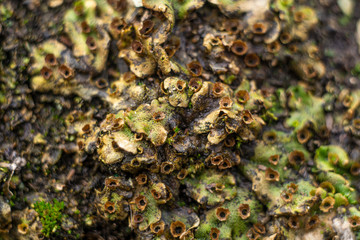 green moss on the ground