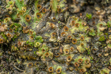 green moss on the ground